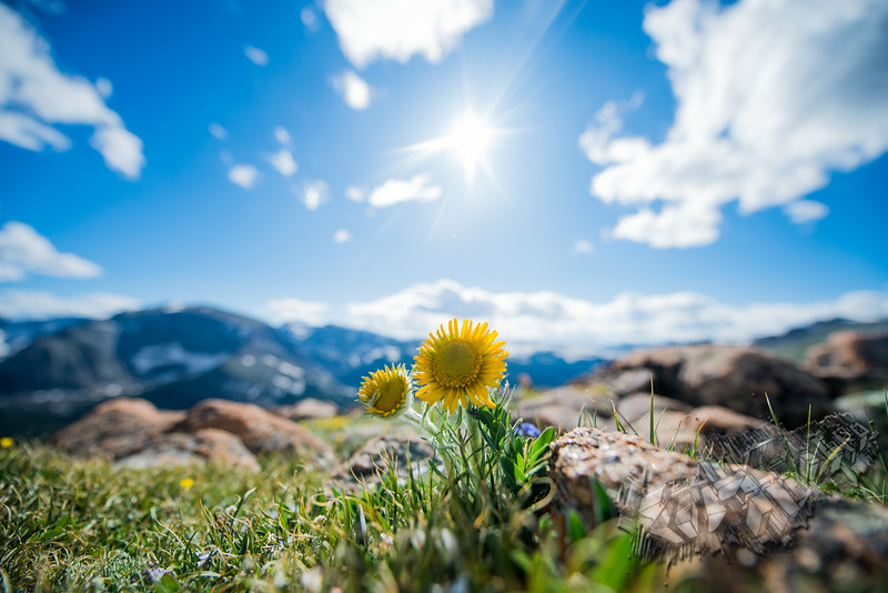 Flowers in the Rocky Mountain National Park