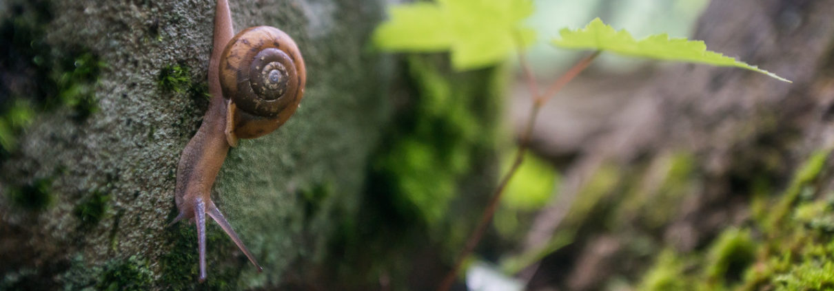 2016, boating, By Gabe DeWitt, Cheat River, Cheat three-toothed snail, flat-spired three-toothed snail, Friends, memorial day weekend, rafting, river, select*, Snail, three toothed snail, Three-Tooth, Triodopsis platysayoides, water, West Virginia, white water, whitewater three-tooth Snail