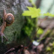 2016, boating, By Gabe DeWitt, Cheat River, Cheat three-toothed snail, flat-spired three-toothed snail, Friends, memorial day weekend, rafting, river, select*, Snail, three toothed snail, Three-Tooth, Triodopsis platysayoides, water, West Virginia, white water, whitewater three-tooth Snail