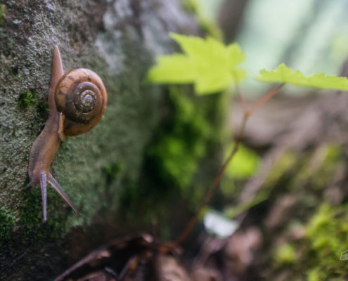 2016, boating, By Gabe DeWitt, Cheat River, Cheat three-toothed snail, flat-spired three-toothed snail, Friends, memorial day weekend, rafting, river, select*, Snail, three toothed snail, Three-Tooth, Triodopsis platysayoides, water, West Virginia, white water, whitewater three-tooth Snail