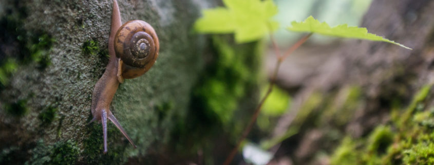 2016, boating, By Gabe DeWitt, Cheat River, Cheat three-toothed snail, flat-spired three-toothed snail, Friends, memorial day weekend, rafting, river, select*, Snail, three toothed snail, Three-Tooth, Triodopsis platysayoides, water, West Virginia, white water, whitewater three-tooth Snail